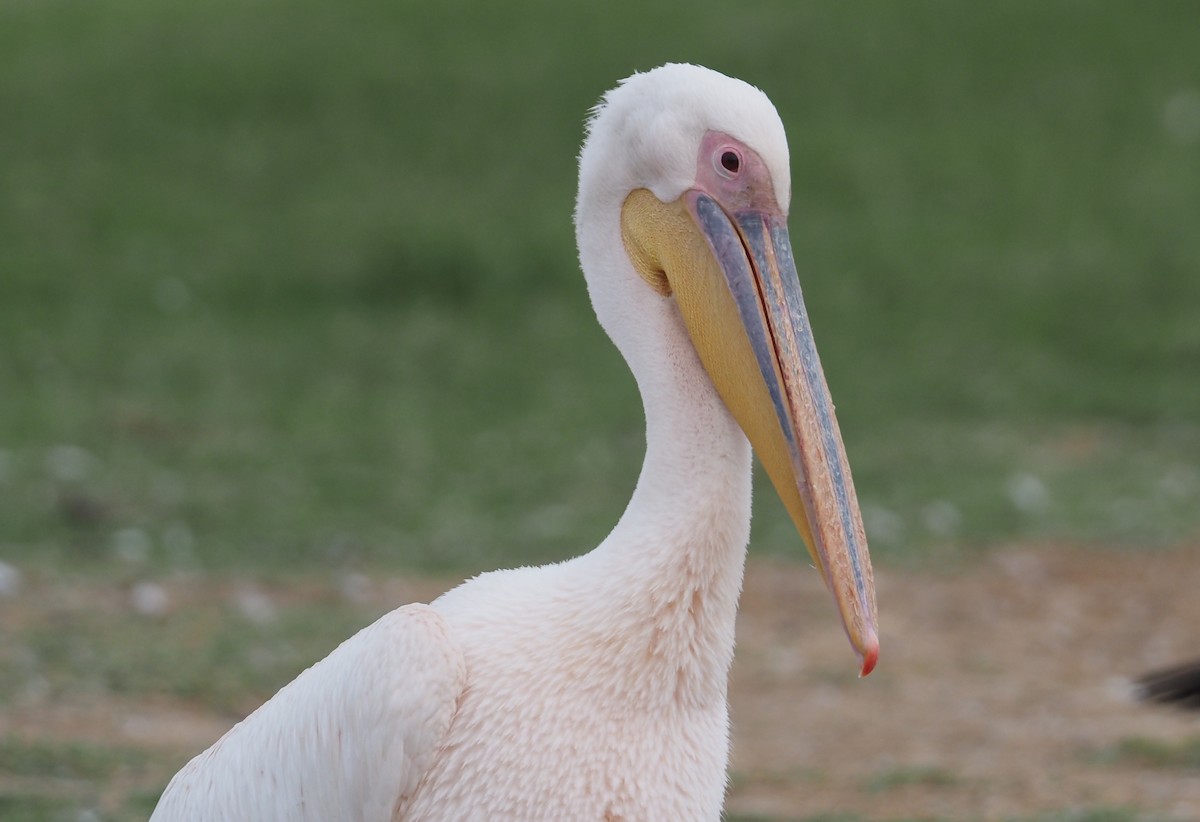 Great White Pelican - ML613083488