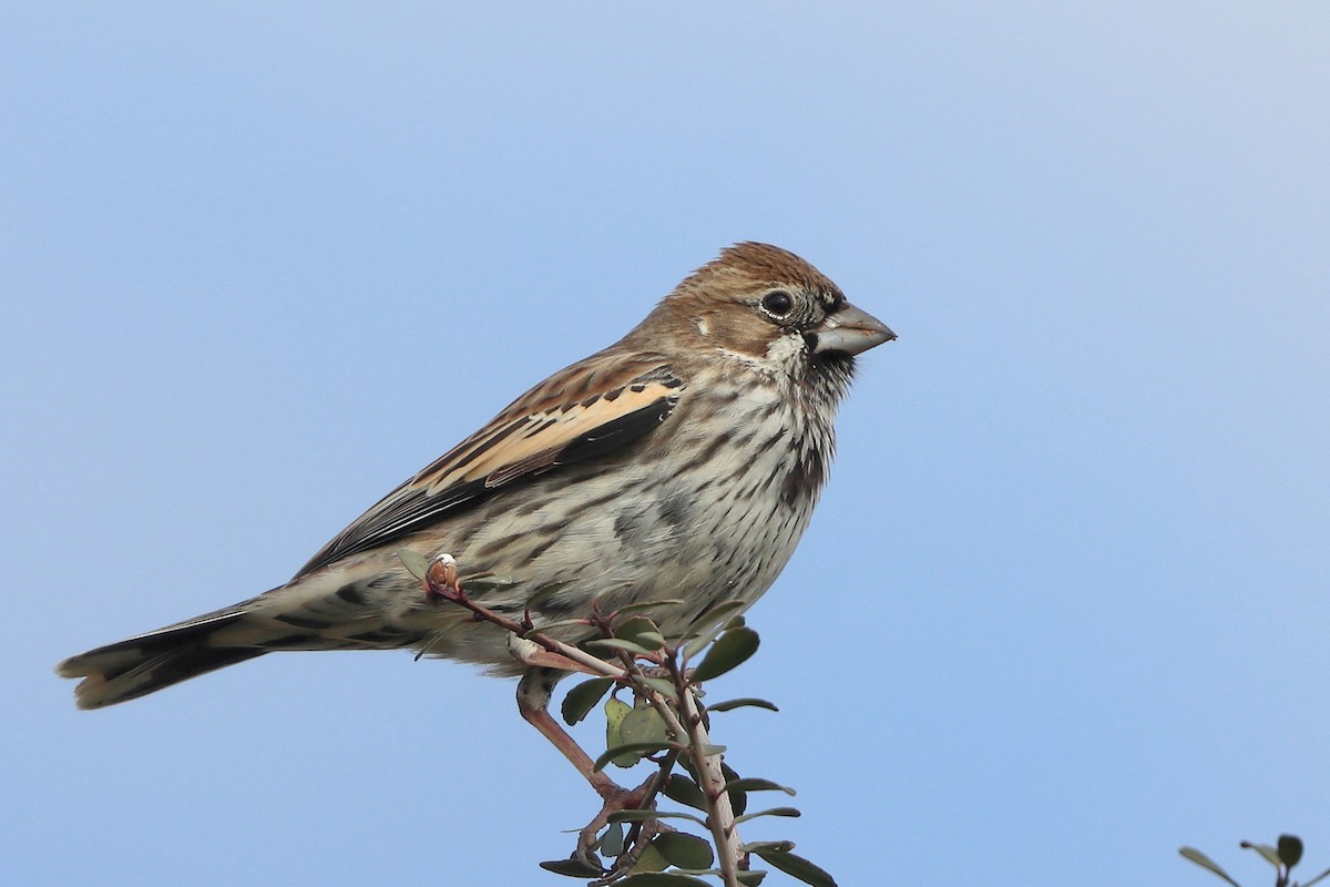 Lark Bunting - ML613083665