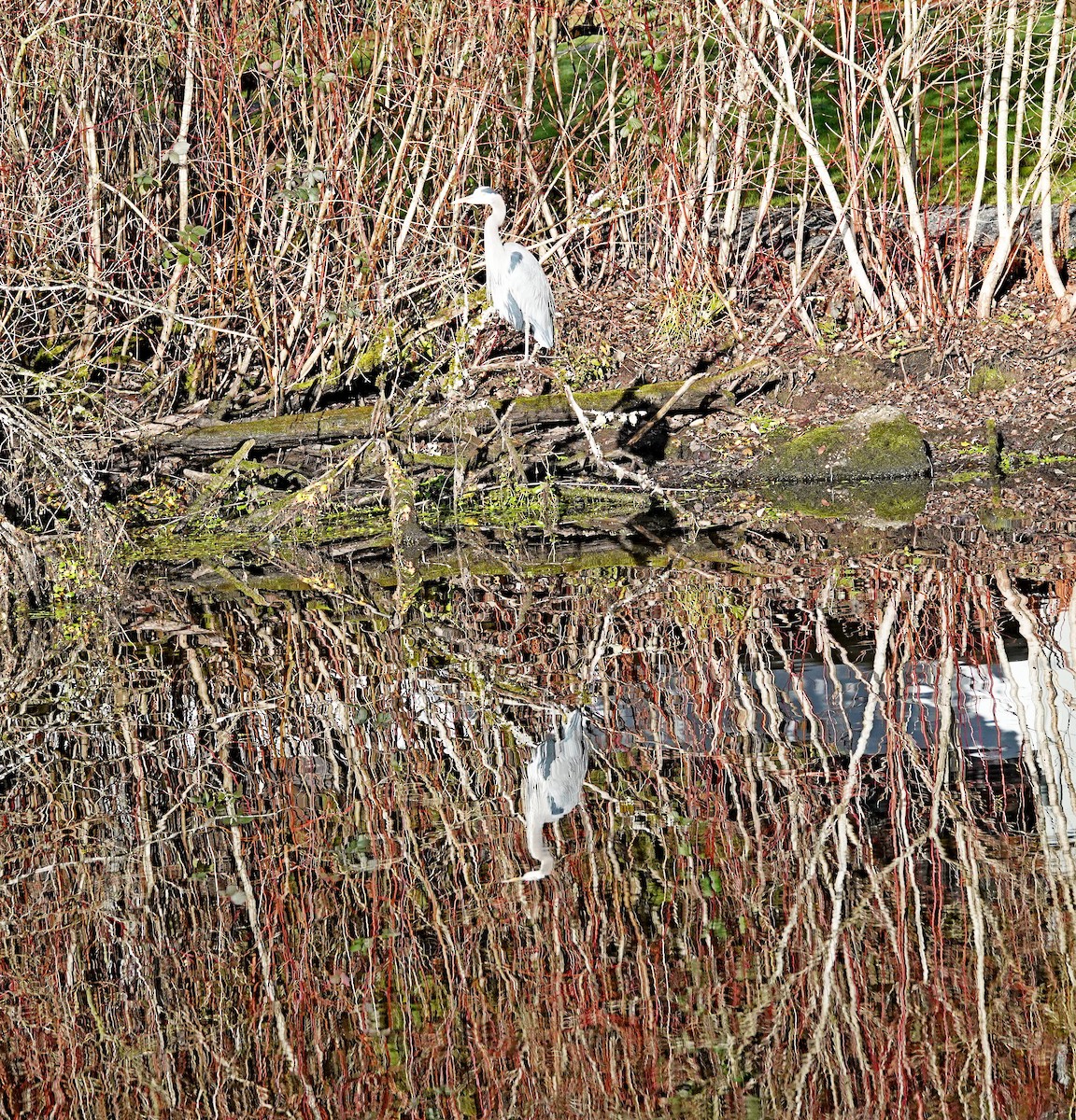 Great Blue Heron - ML613083747