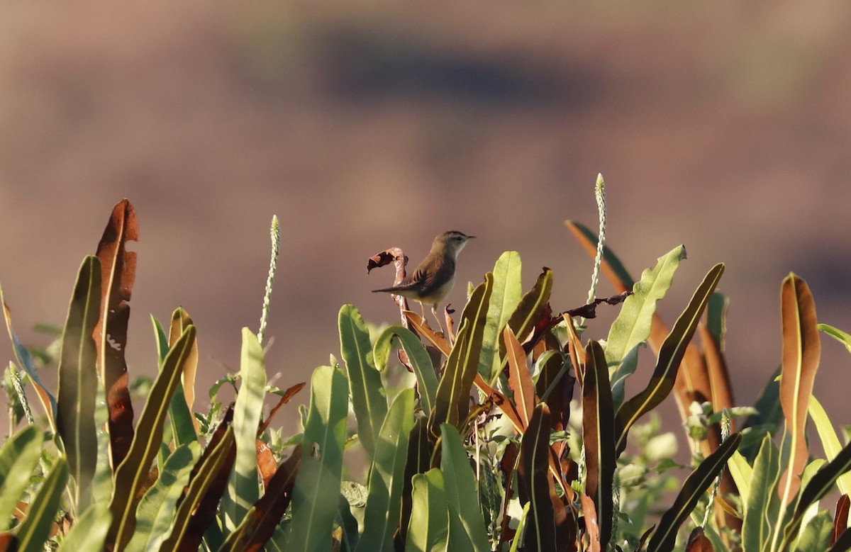 Black-browed Reed Warbler - ML613083779