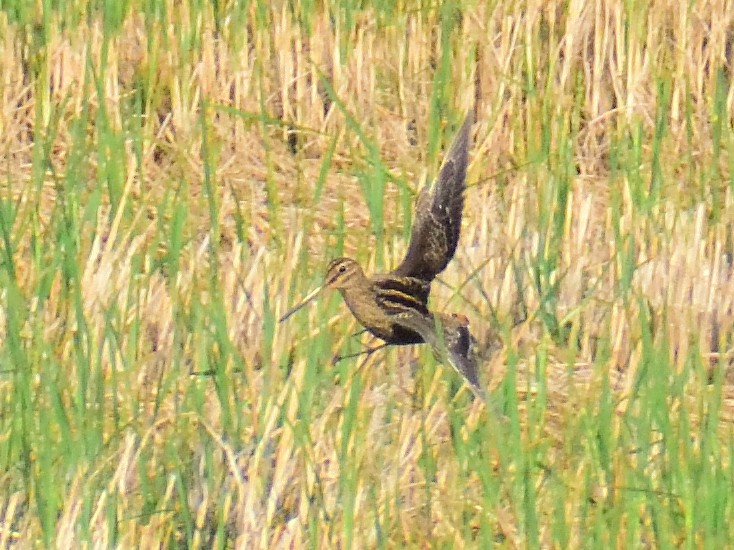 Pin-tailed/Common Snipe - ML613083866