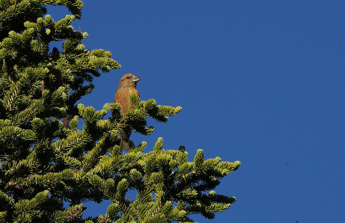 Cassia Crossbill - ML613083874