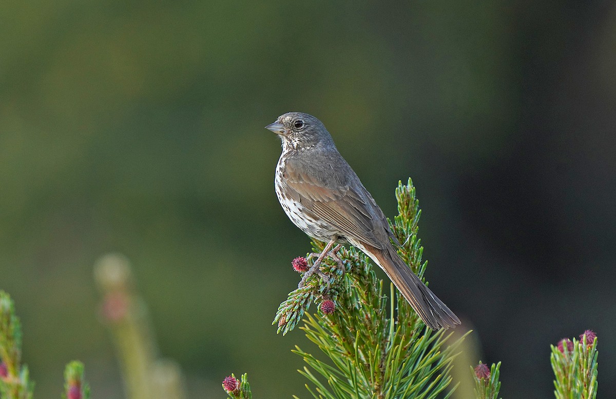 Fox Sparrow (Slate-colored) - ML613083879