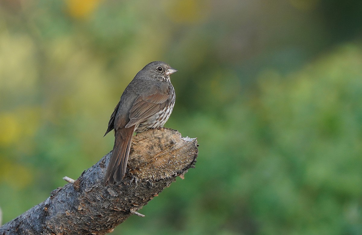 Fox Sparrow (Slate-colored) - Tim Avery