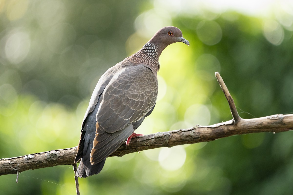 Picazuro Pigeon - ML613083933