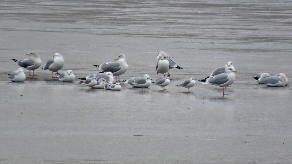 Bonaparte's Gull - ML613083948