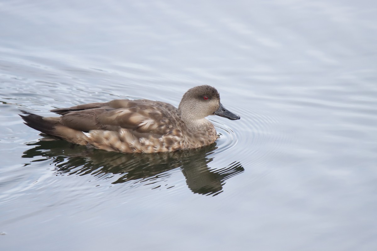 Crested Duck - ML613083981