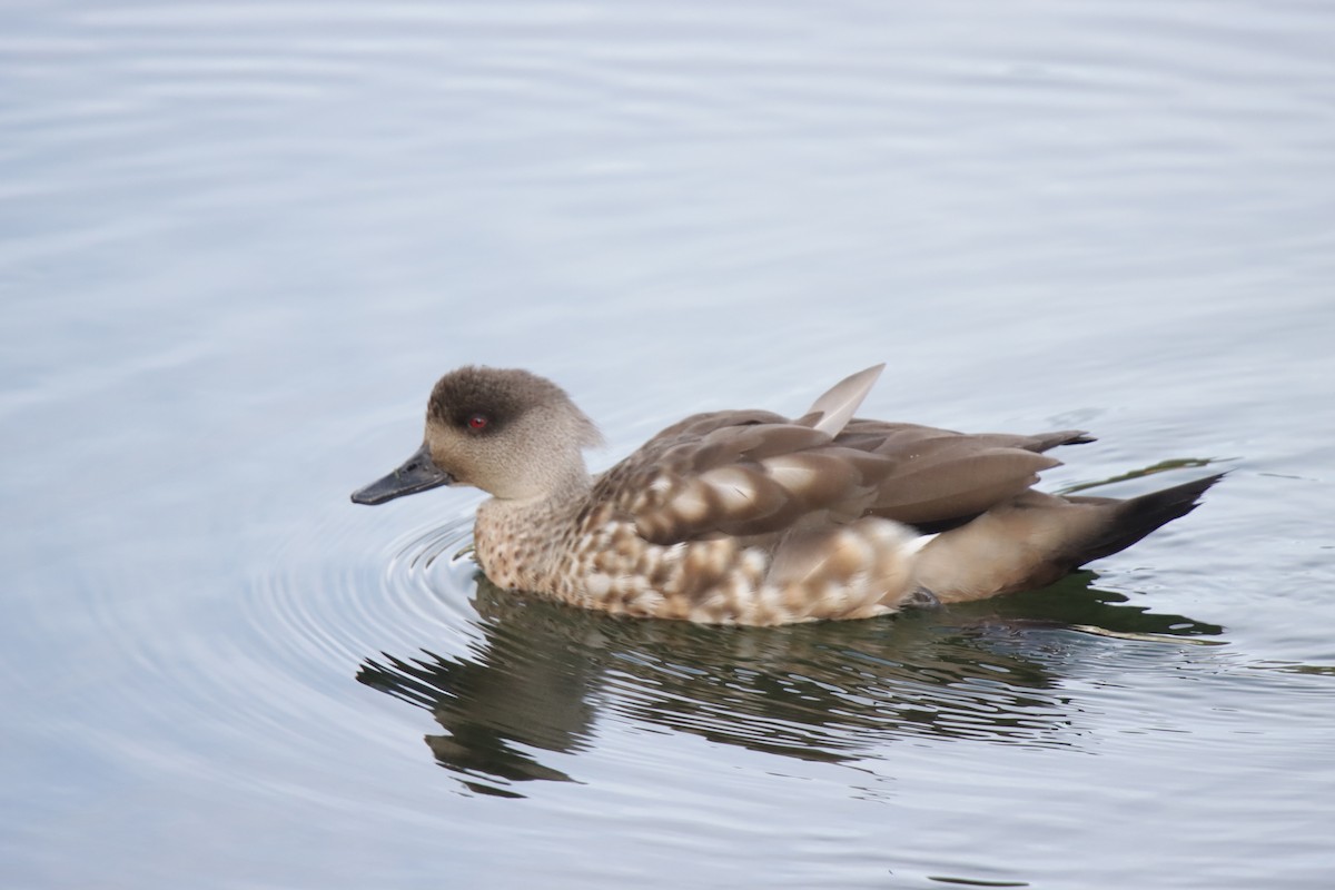 Crested Duck - ML613083982