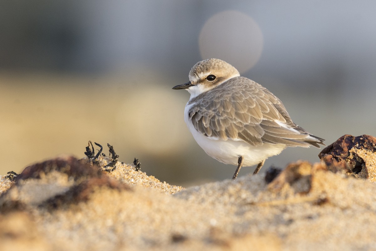 Kentish Plover - ML613084109