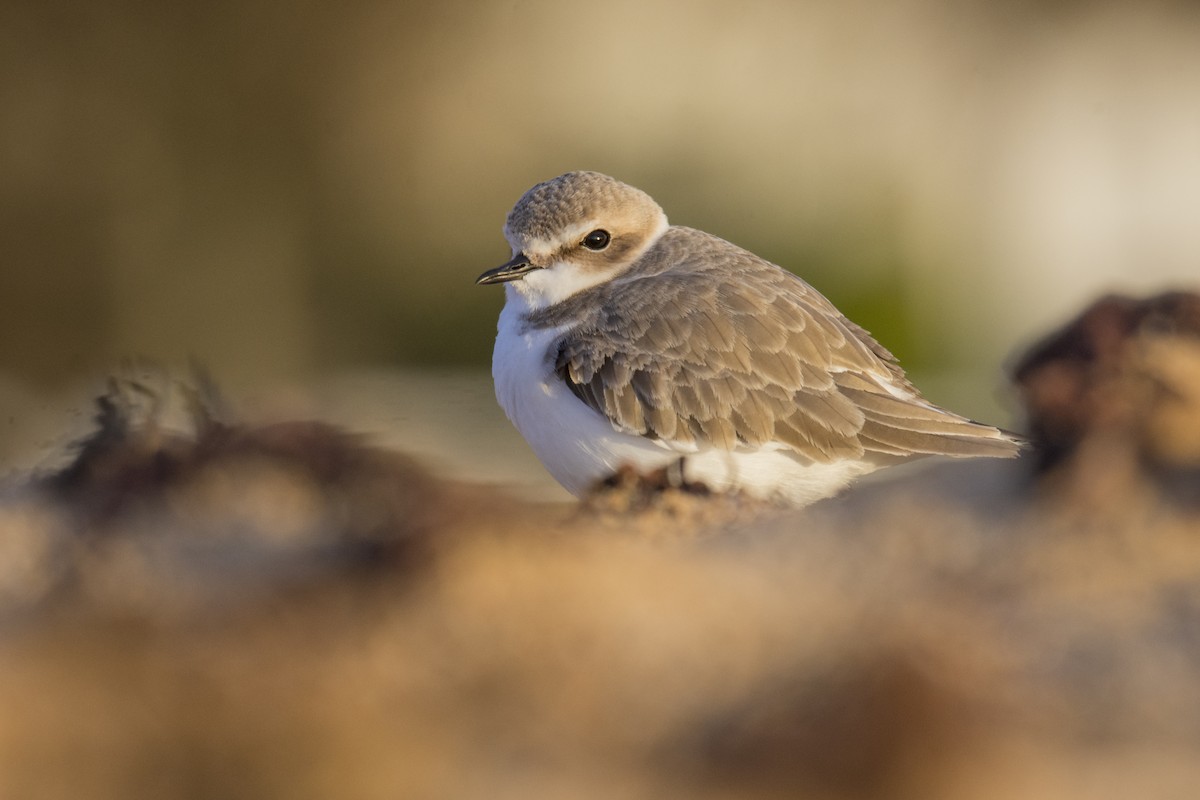 Kentish Plover - ML613084110