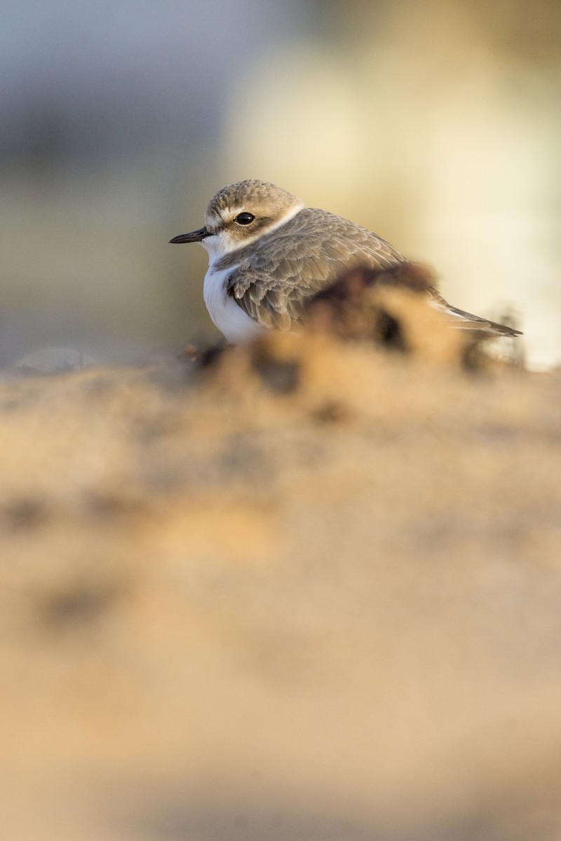 Kentish Plover - ML613084112