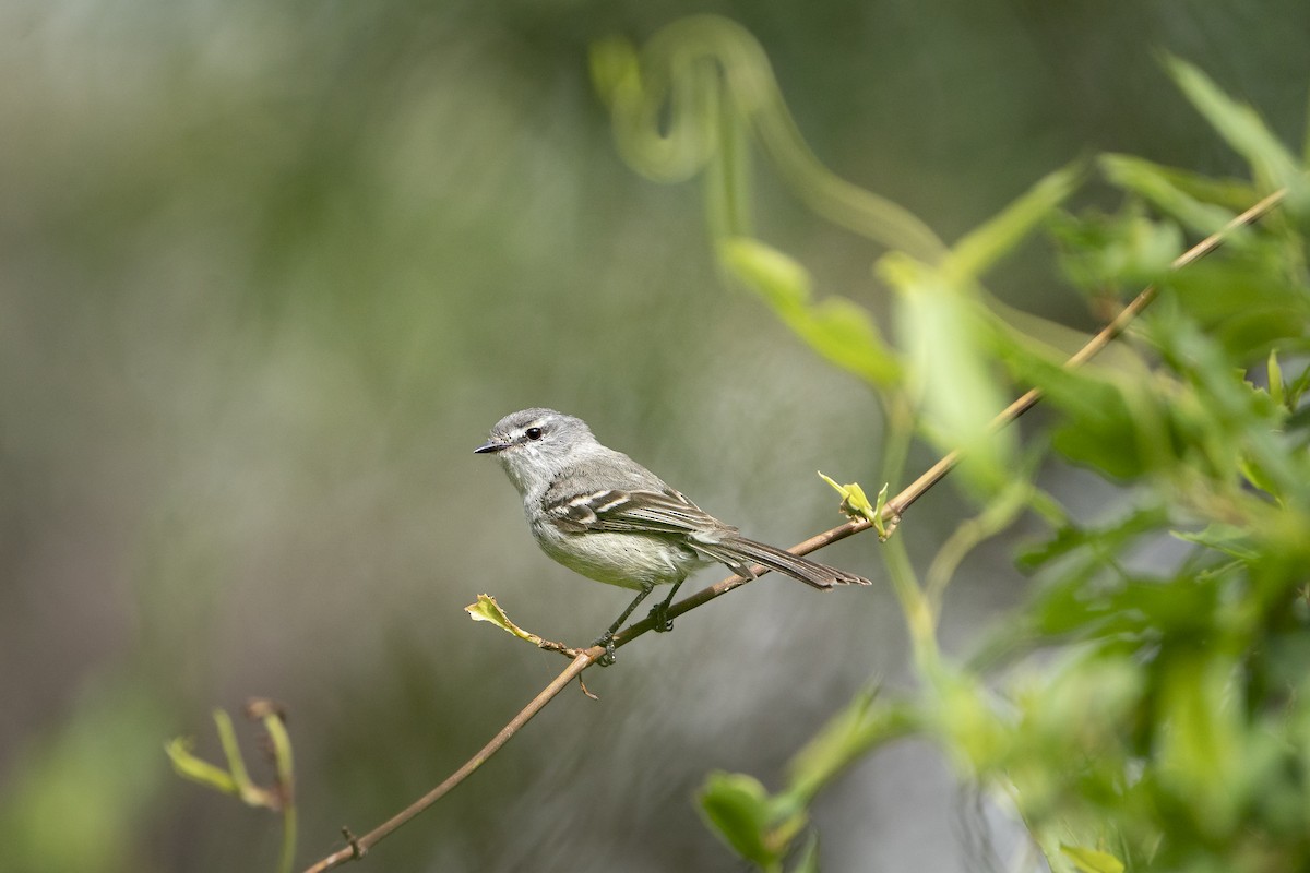 White-crested Tyrannulet (Sulphur-bellied) - ML613084116