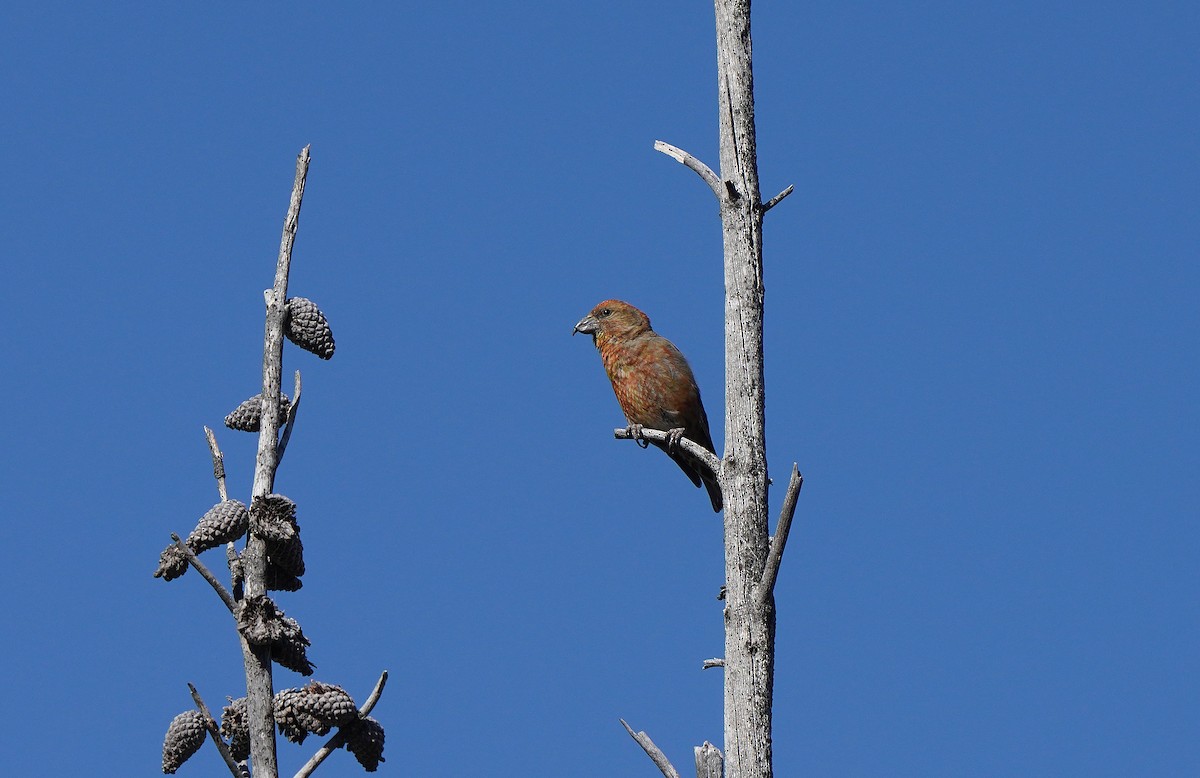 Cassia Crossbill - Tim Avery