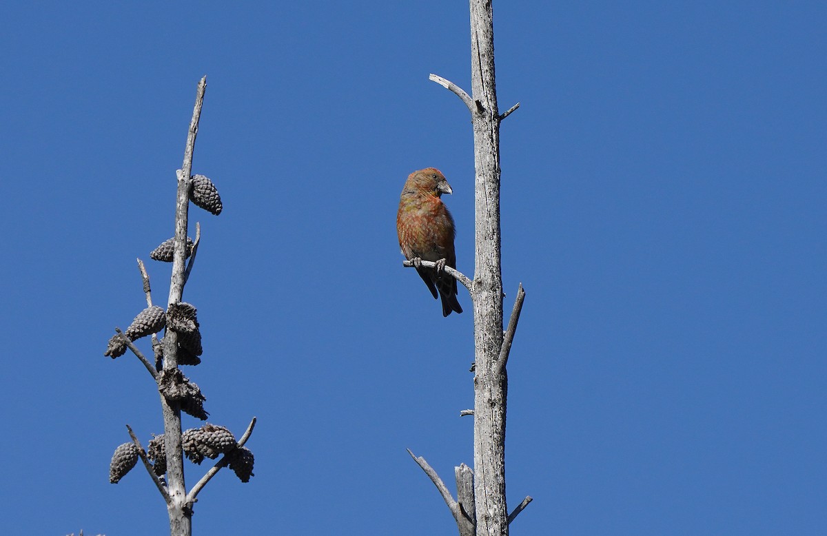 Cassia Crossbill - ML613084200