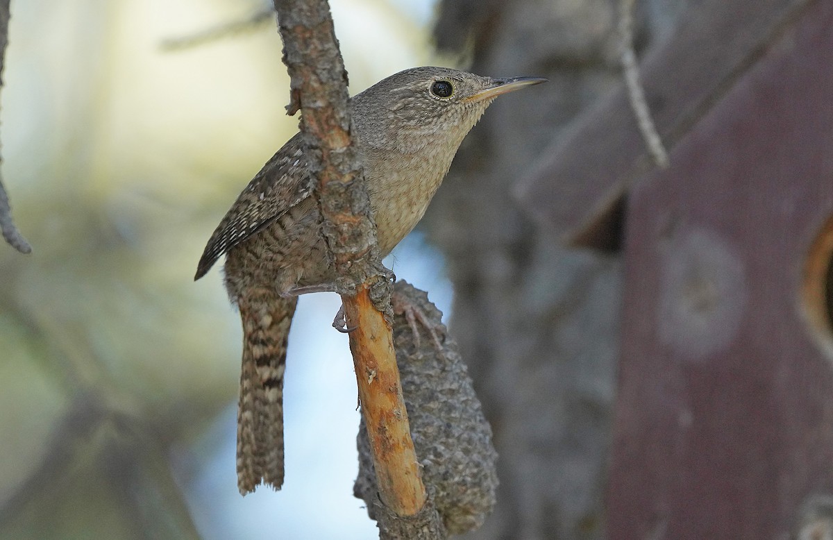 House Wren - Tim Avery