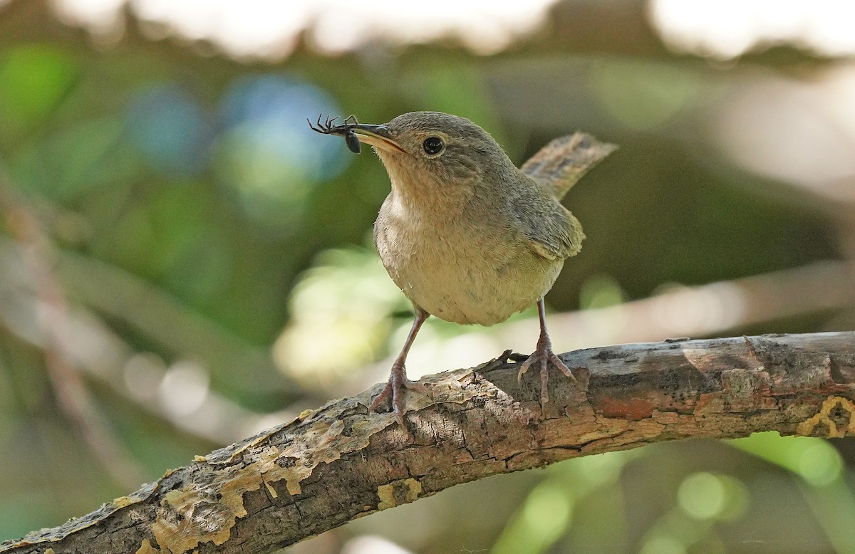 House Wren - ML613084219