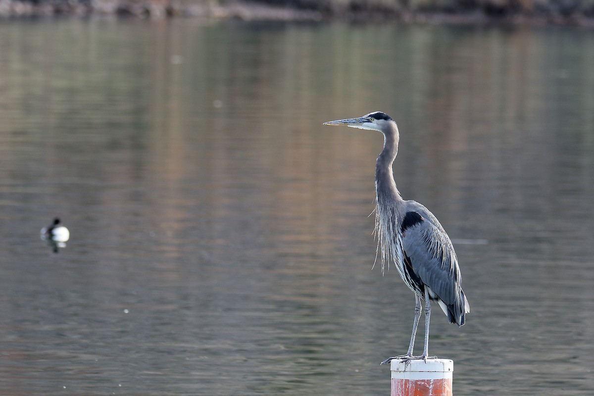 Great Blue Heron - ML613084266