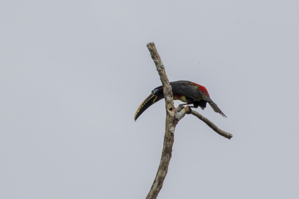 Chestnut-eared Aracari - Frank Dietze