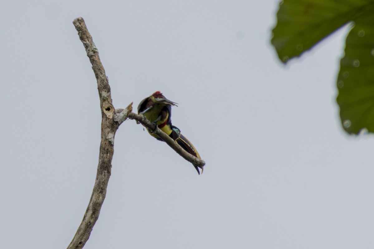 Chestnut-eared Aracari - ML613084339