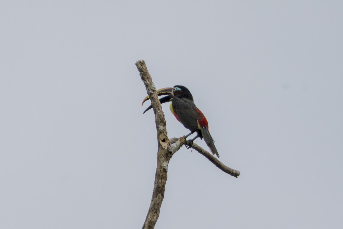 Chestnut-eared Aracari - Frank Dietze