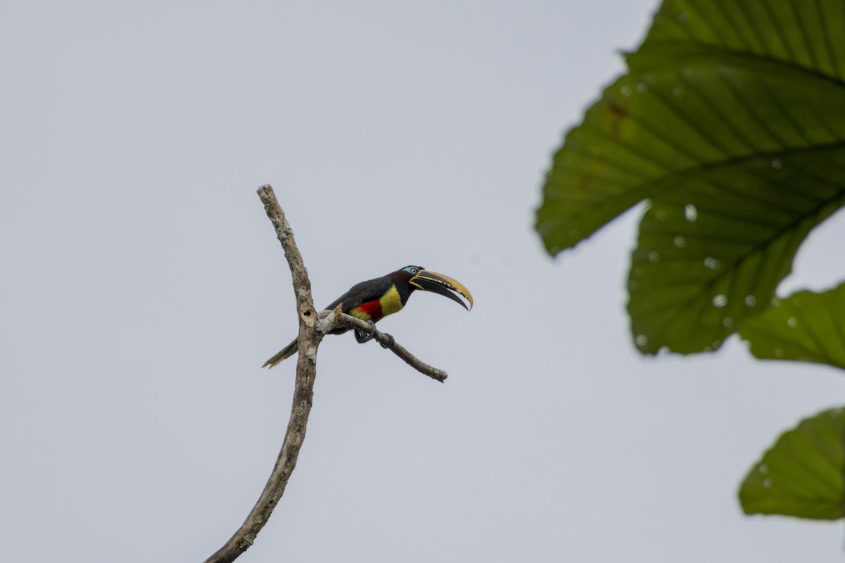 Chestnut-eared Aracari - ML613084341