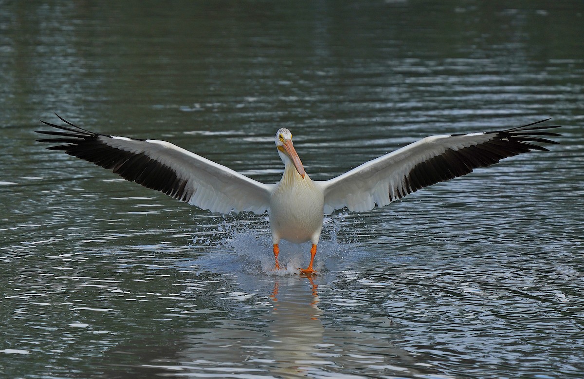 American White Pelican - ML613084416