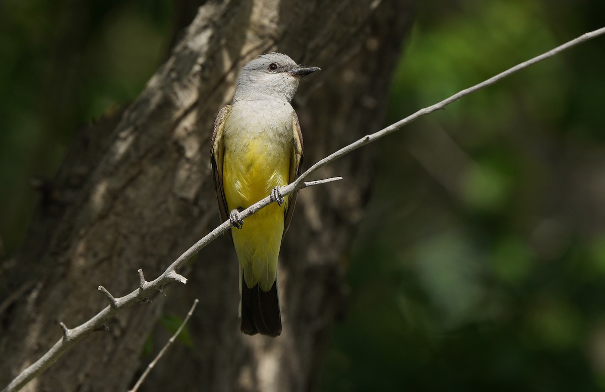 Western Kingbird - ML613084420