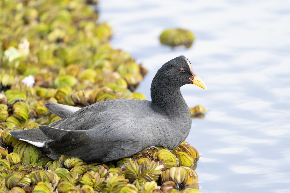 Red-fronted Coot - Jérémy Calvo
