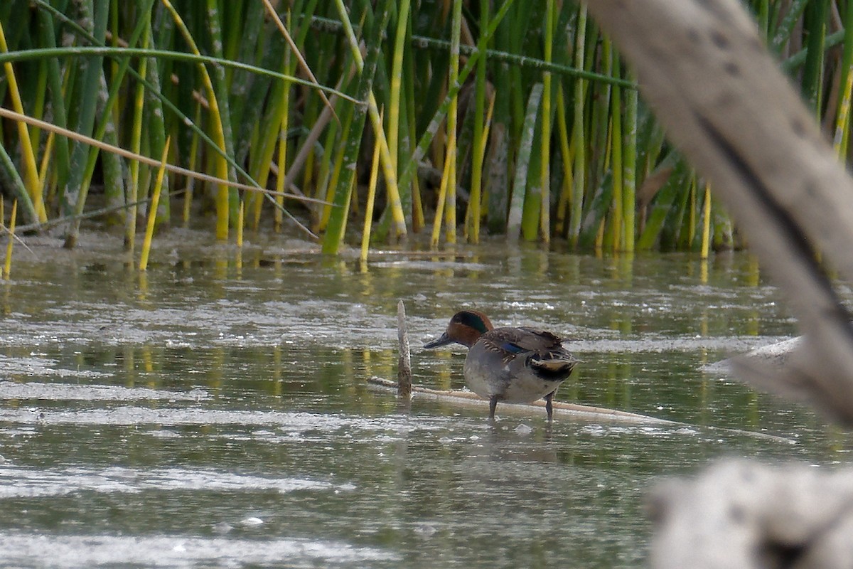 Green-winged Teal - ML613084494