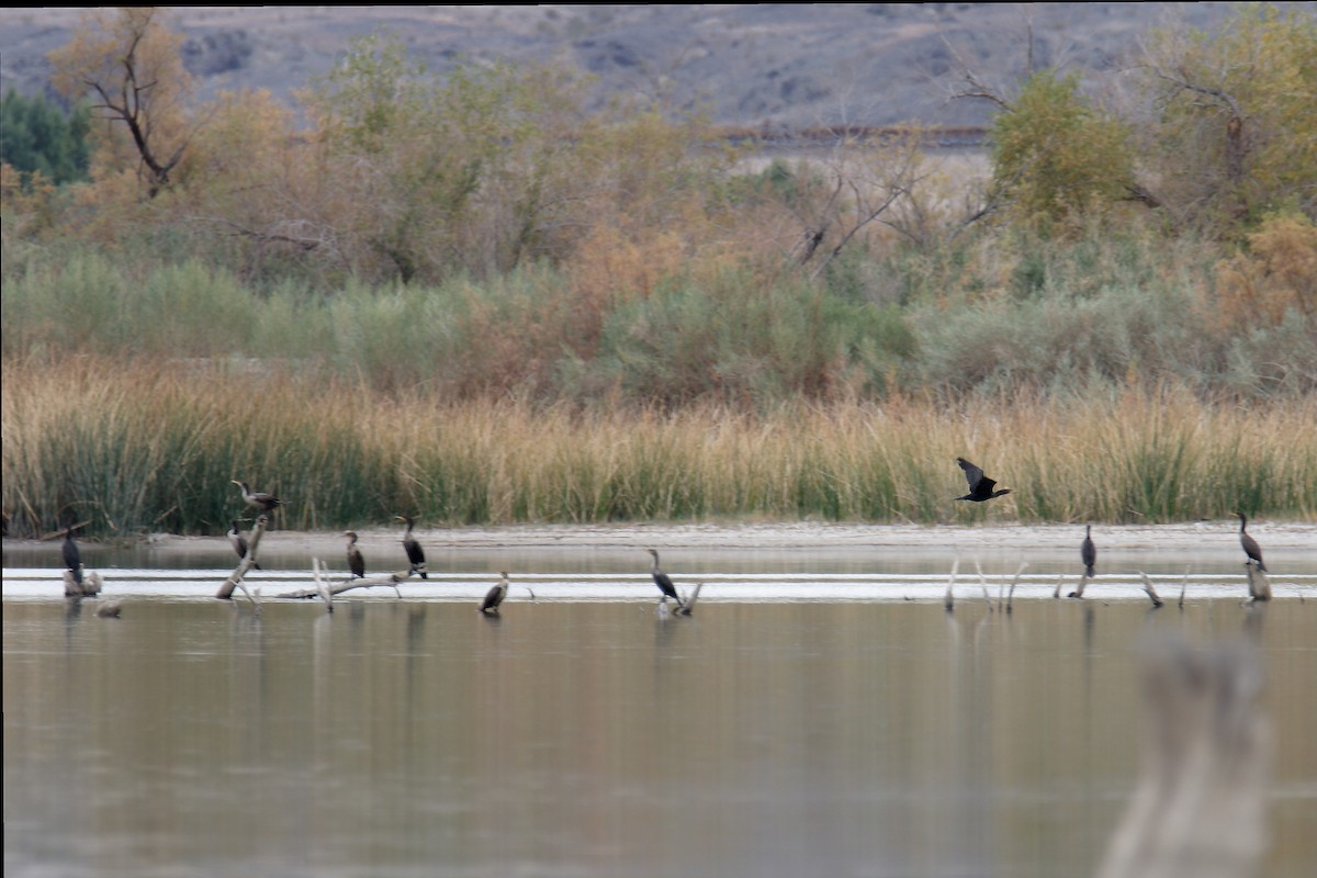 Double-crested Cormorant - C Murphy