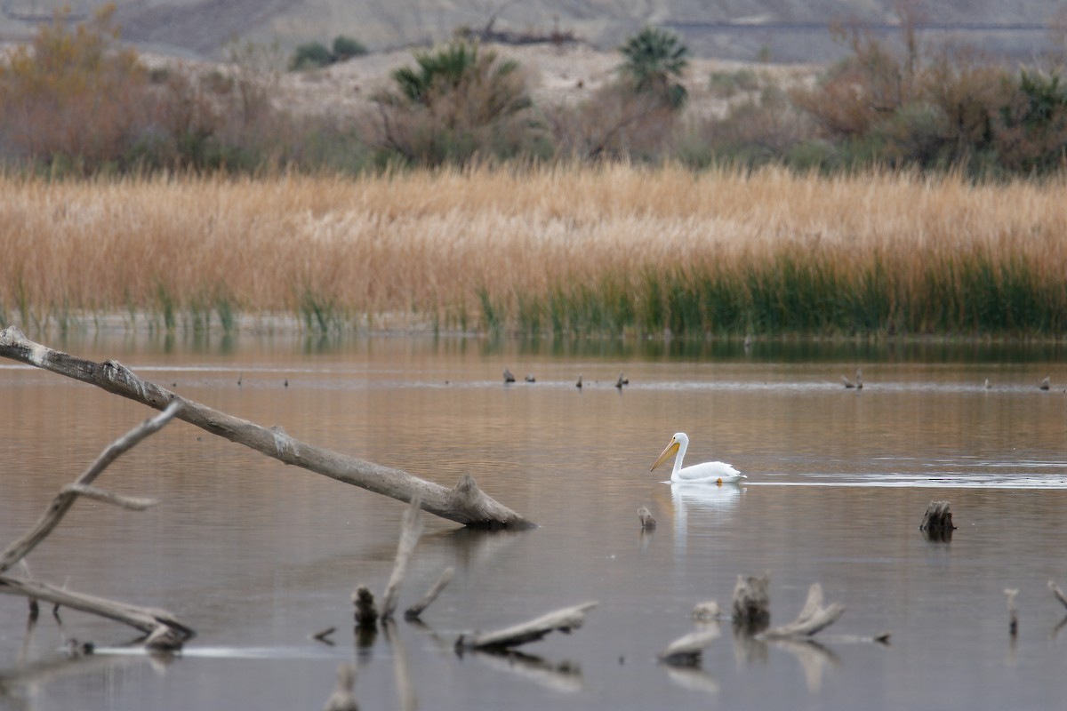 American White Pelican - C Murphy