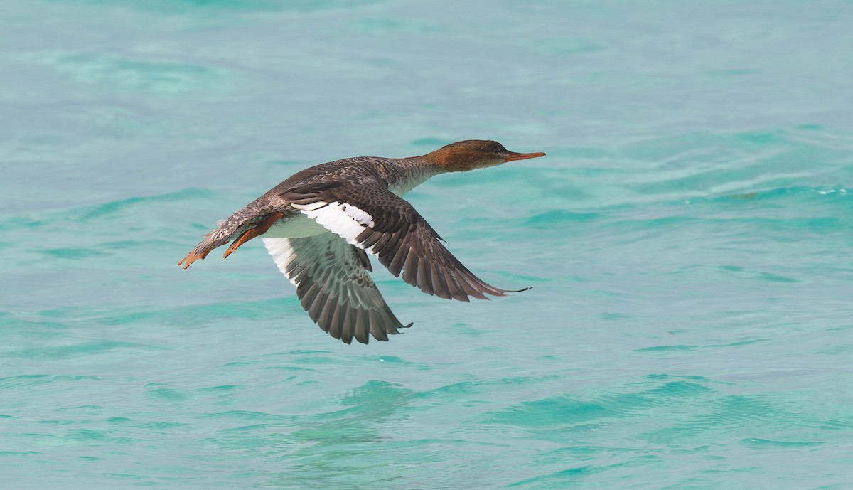 Red-breasted Merganser - ML613084578