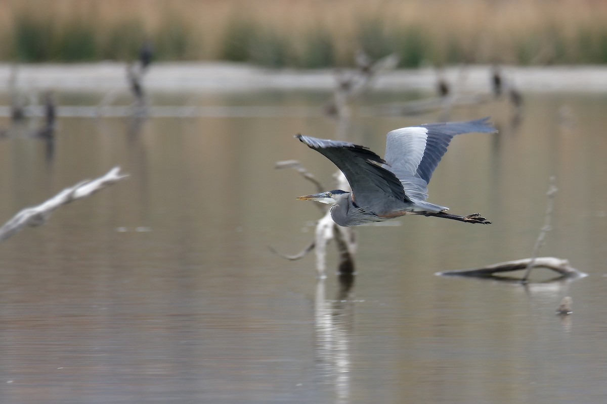 Great Blue Heron - ML613084598