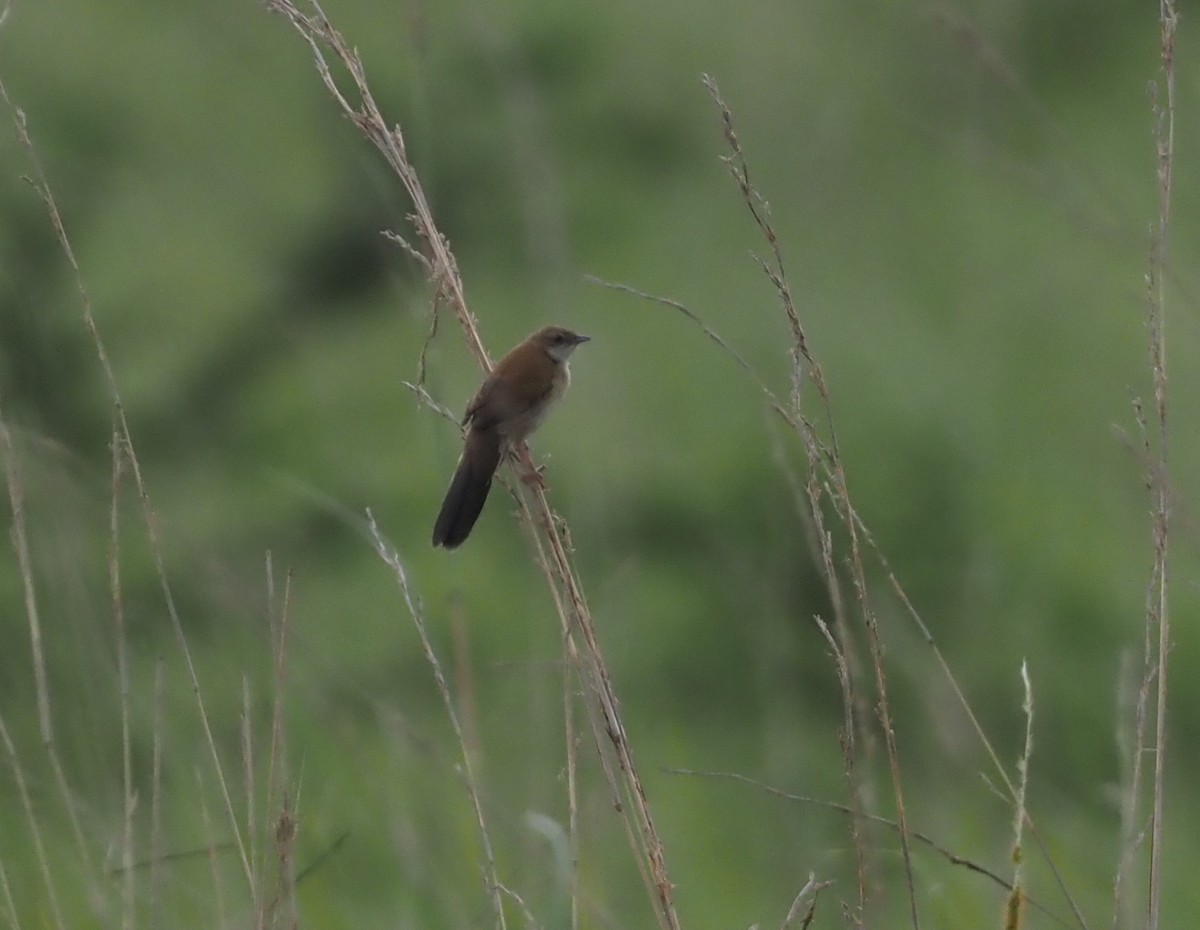 Fan-tailed Grassbird - ML613084631