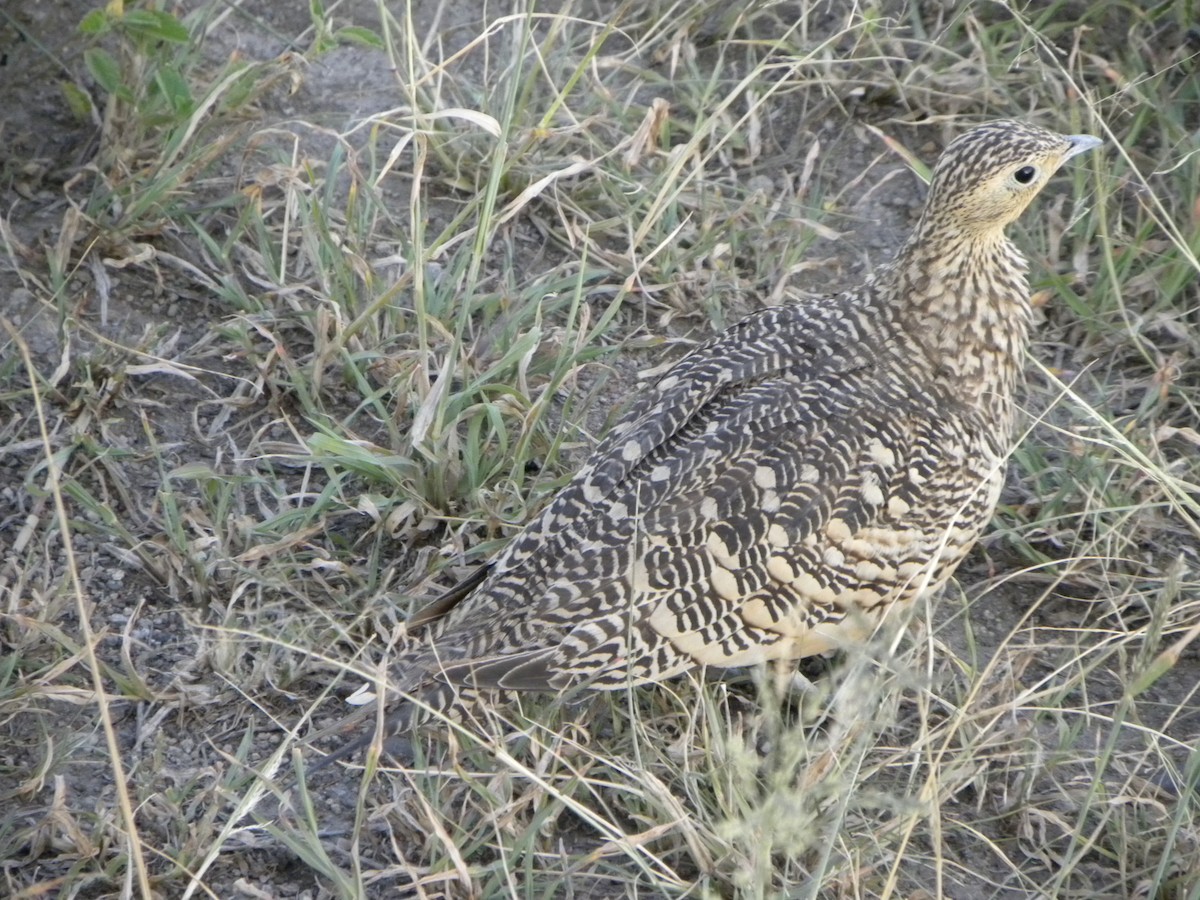 Chestnut-bellied Sandgrouse - ML613084646