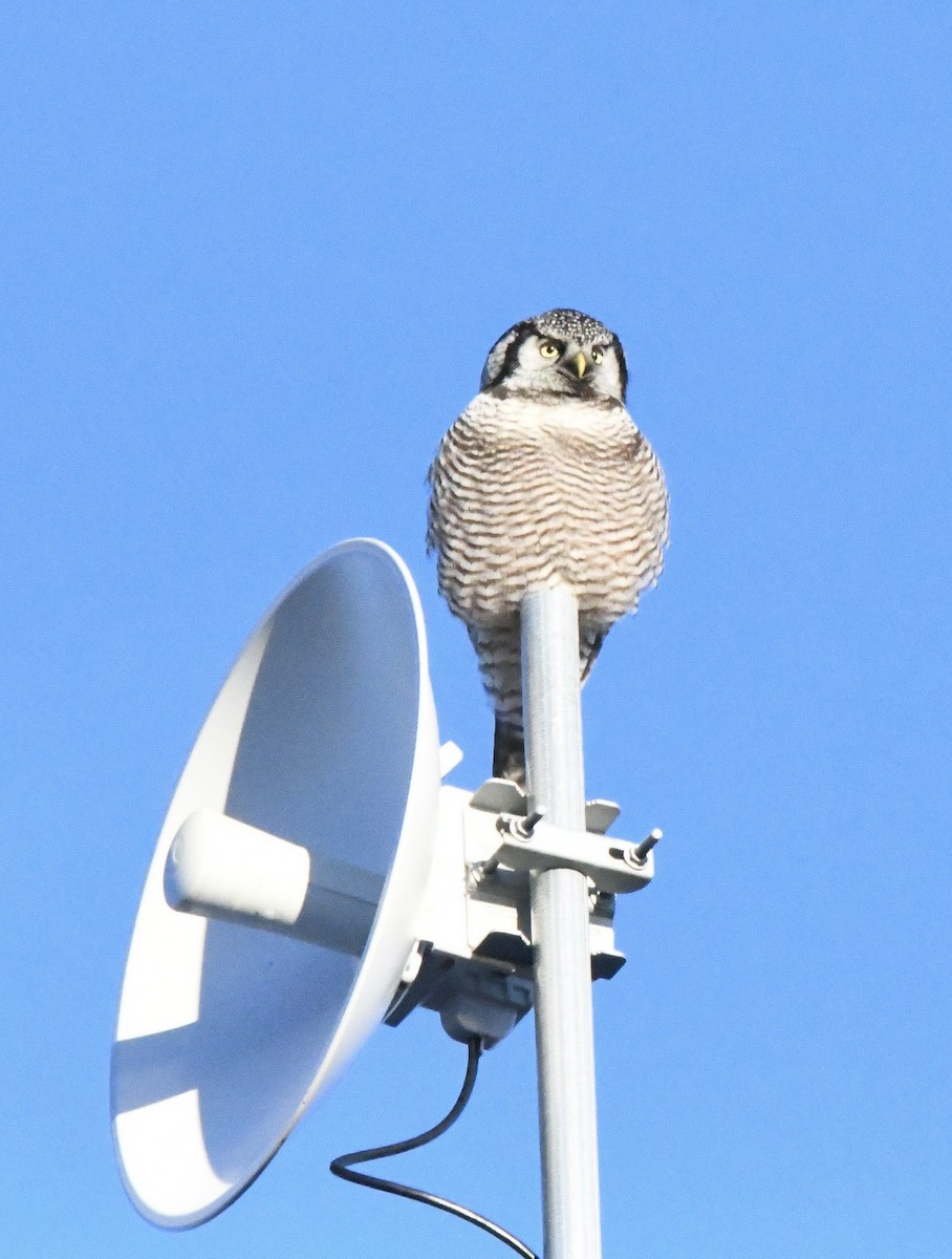 Northern Hawk Owl (American) - ML613084662