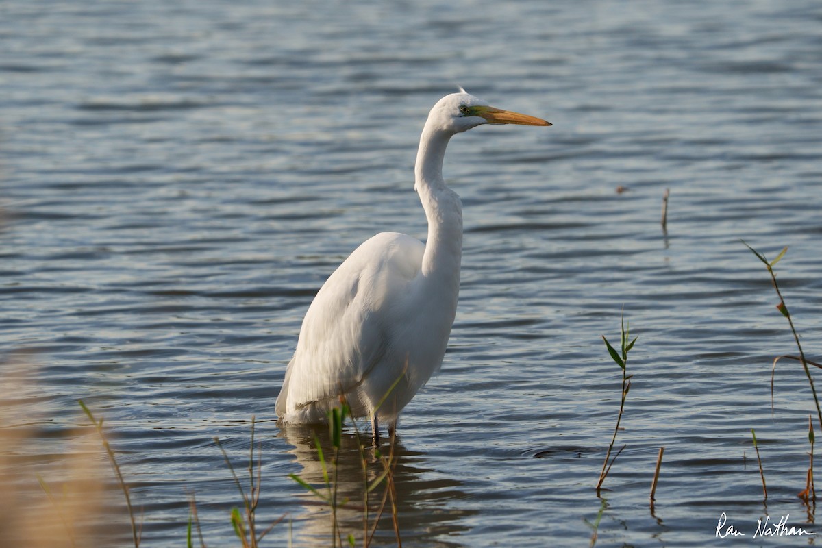 Great Egret - ML613084669