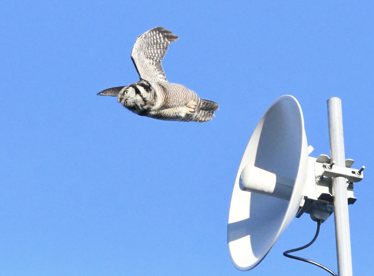 Northern Hawk Owl (American) - Grant McKercher