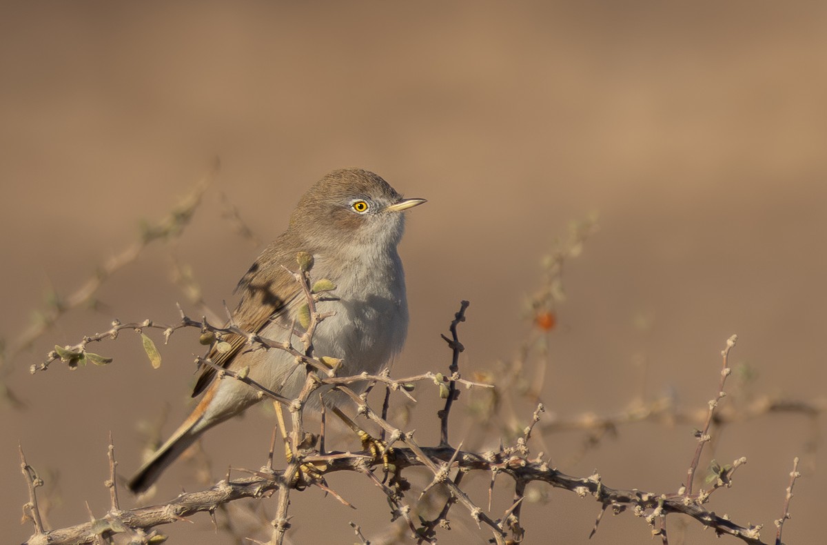 Asian Desert Warbler - ML613084736