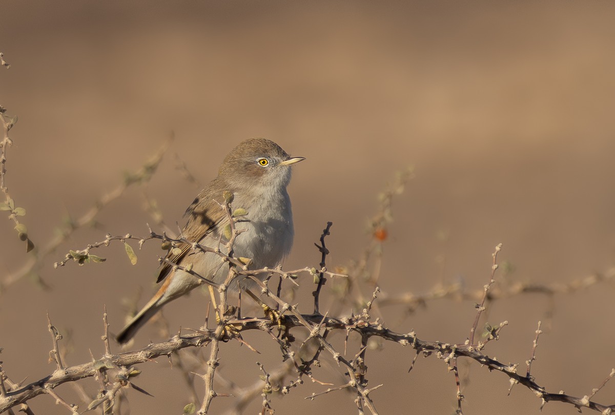 Asian Desert Warbler - ML613084742