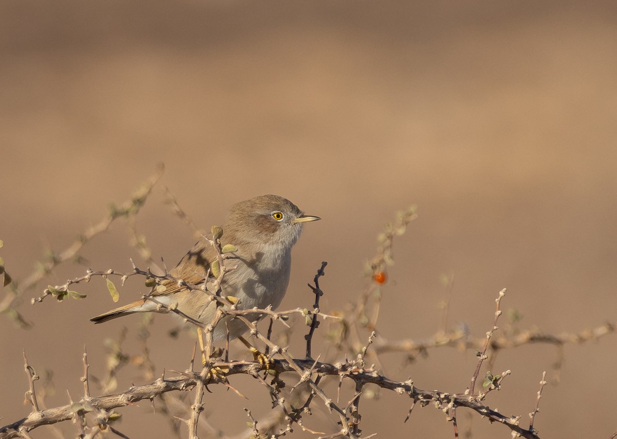 Asian Desert Warbler - ML613084772