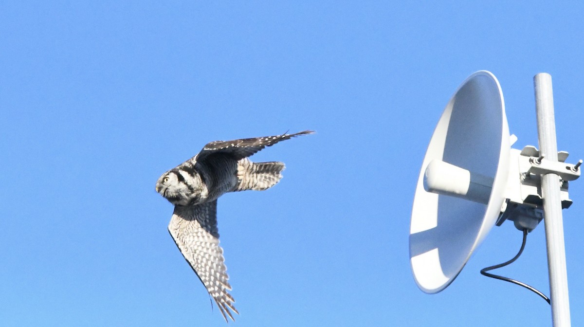 Northern Hawk Owl (American) - Grant McKercher