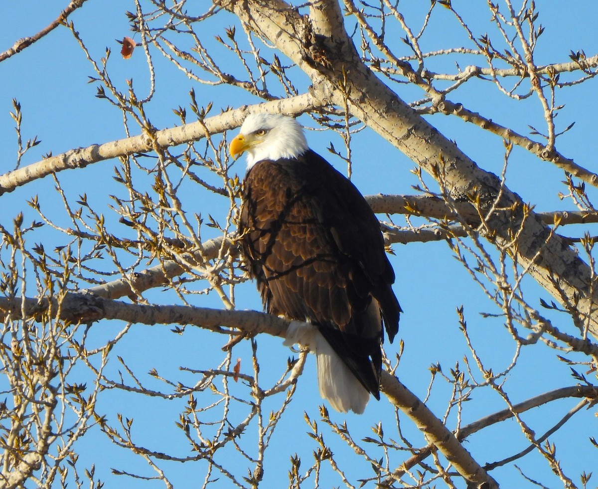 Bald Eagle - ML613084835