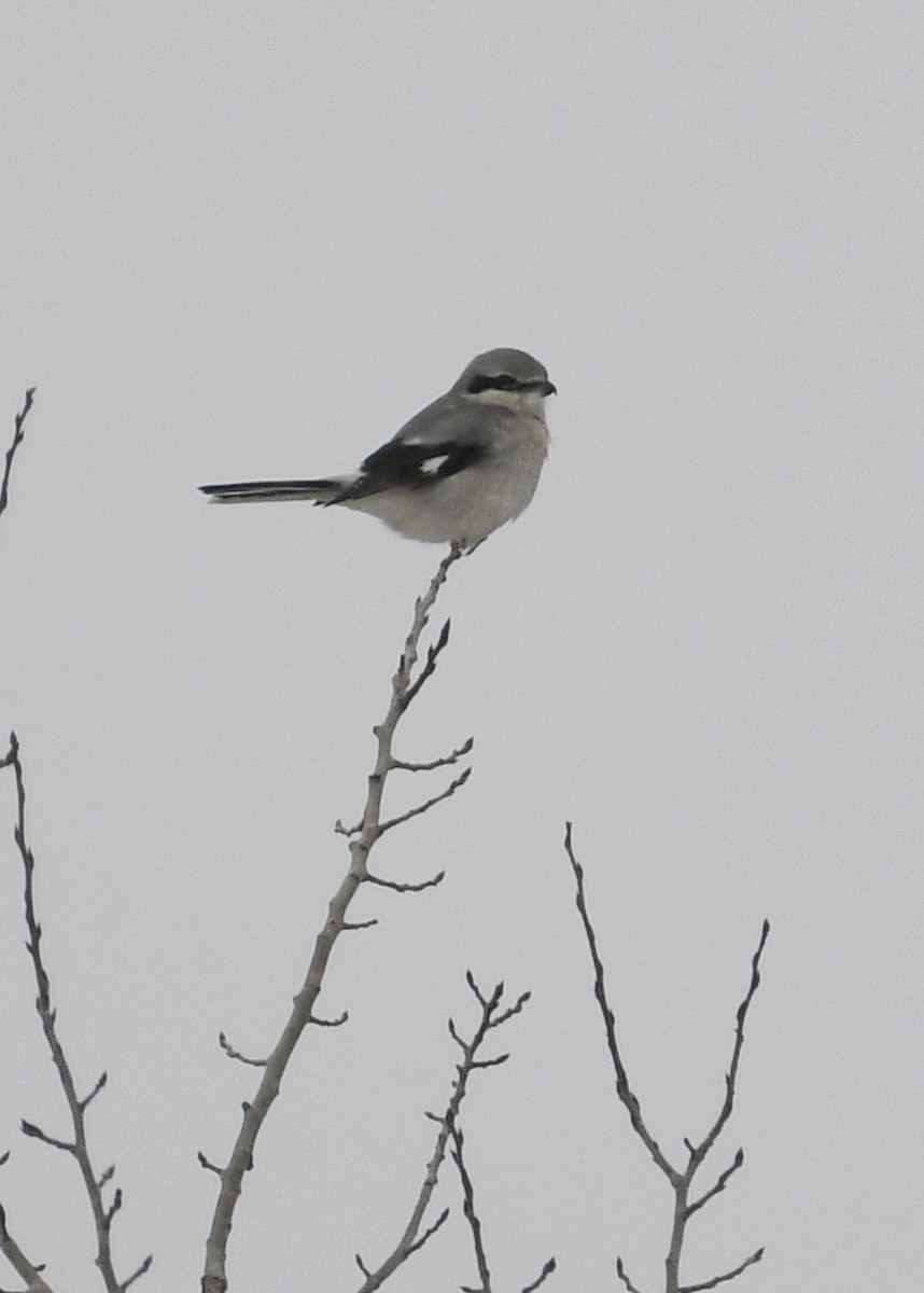 Alcaudón Boreal - ML613084854