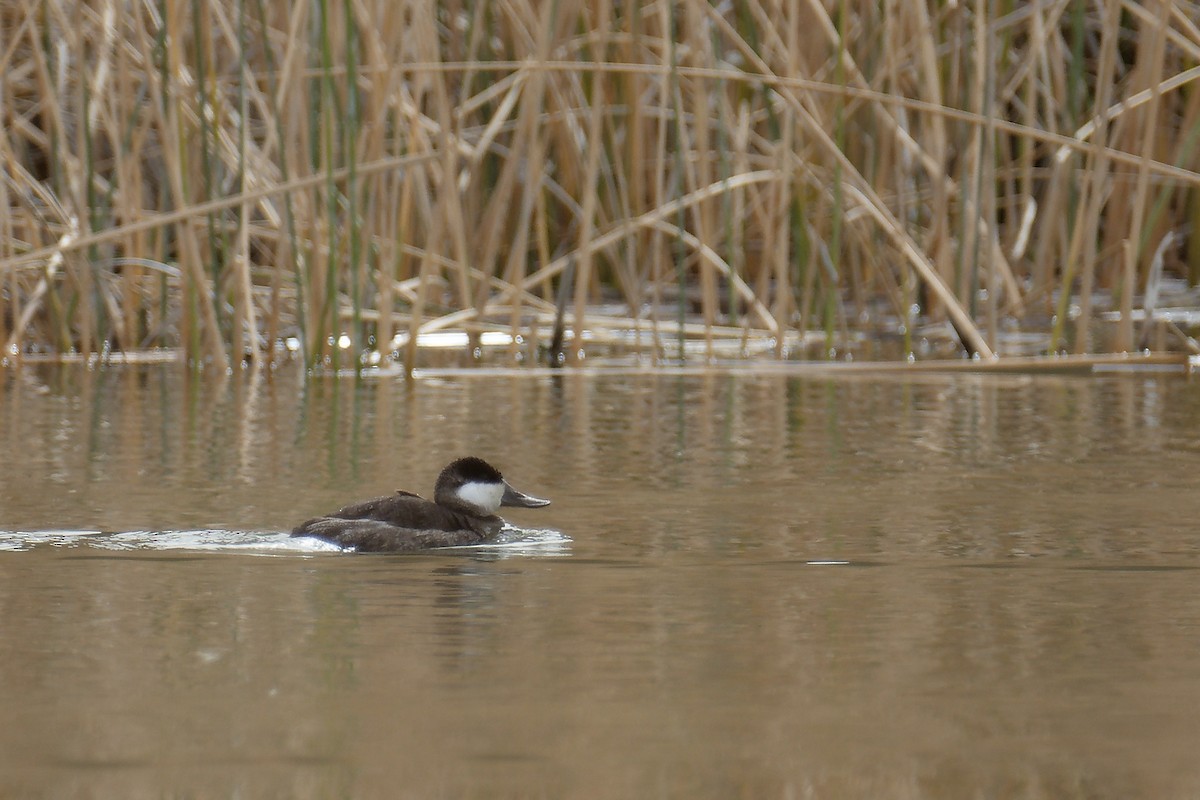 Ruddy Duck - ML613084862