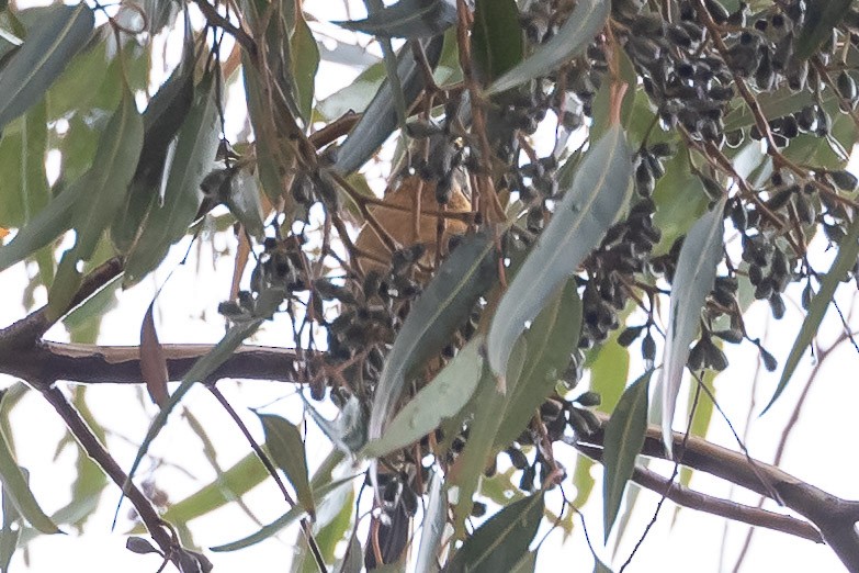 Black-headed Grosbeak - ML613084873