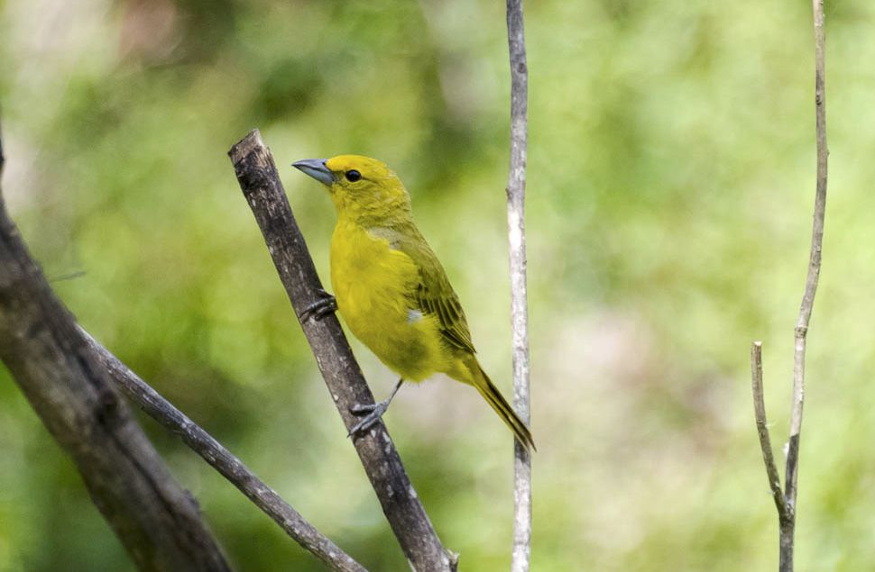 Hepatic Tanager - ML613084886