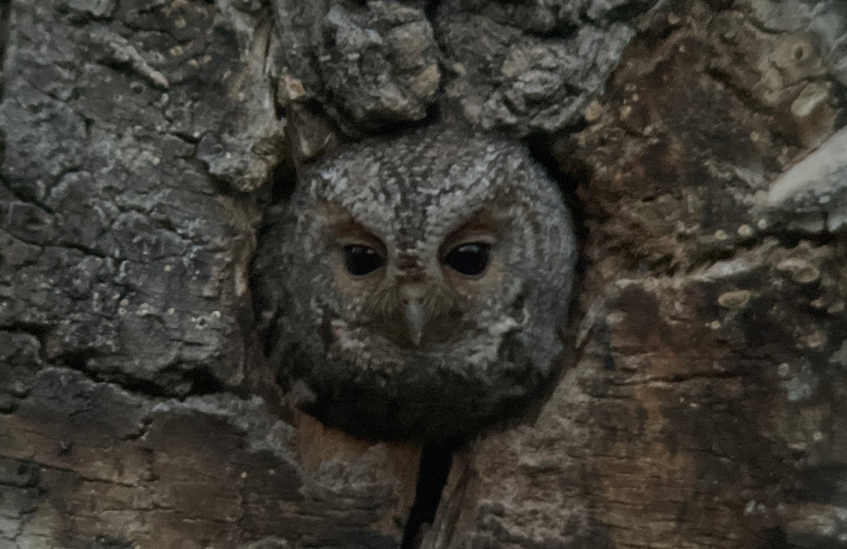 Flammulated Owl - ML613084942