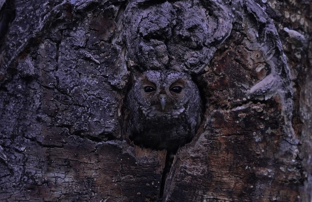 Flammulated Owl - ML613084948