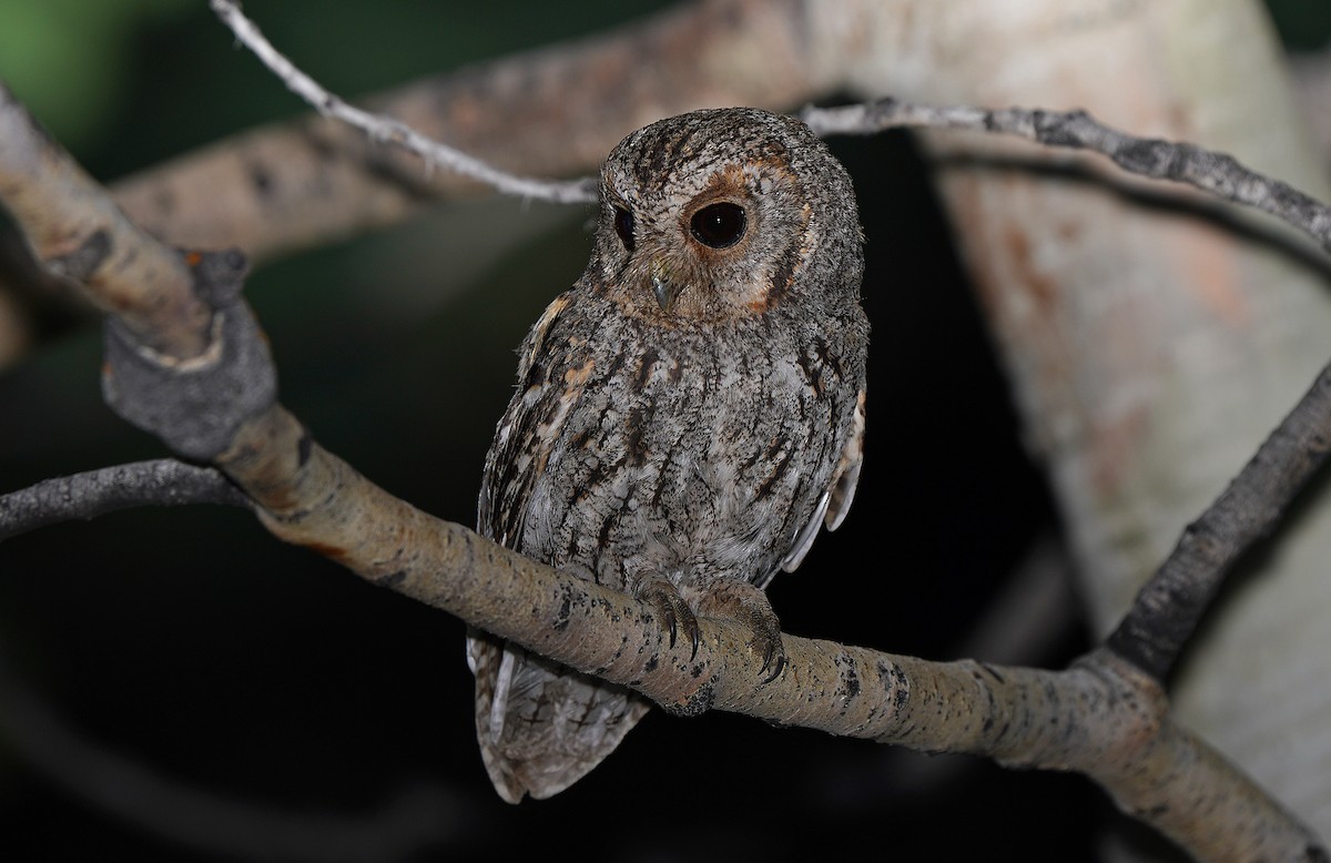 Flammulated Owl - Tim Avery